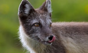 The arctic fox used sea ice to travel from Norway to Greenland to Canada.