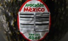 US avocado inspectors stop work in Mexican state over ‘security situation’
