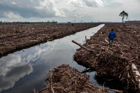 A forest activist inspects land clearing and peat drainage in Riau province, Sumatra, Indonesia