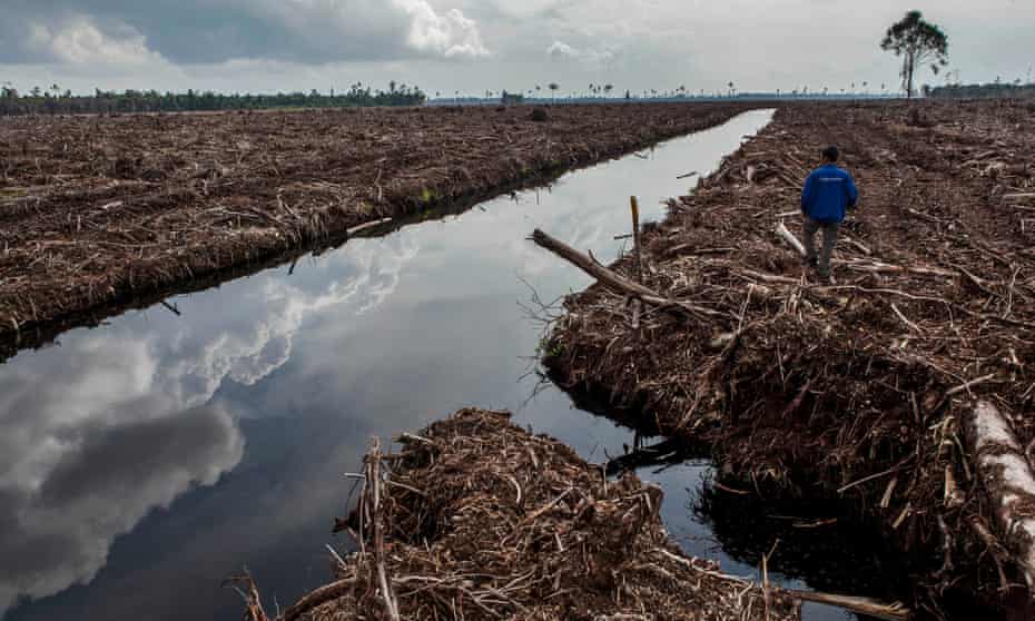 A forest activist inspects land clearing and drainage of peat natural forest Sumatra, Indonesia