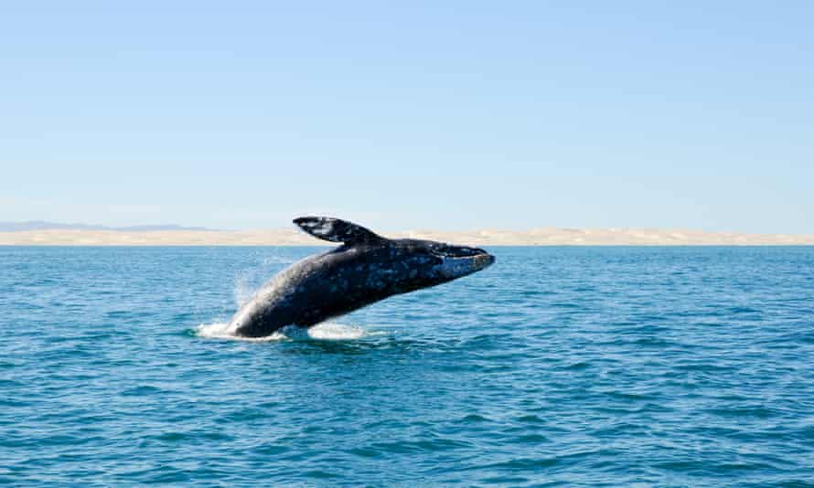 San Ignacio’s lagoon is a sanctuary and breeding ground for the grey whale. A grey whale surfaces on a blue sky day.
