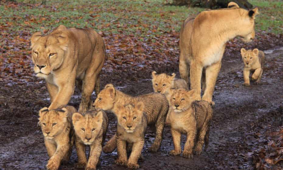 we went to longleat but even paying 83 could not make the lions appear money the guardian we went to longleat but even paying 83 could not make the lions appear money the guardian
