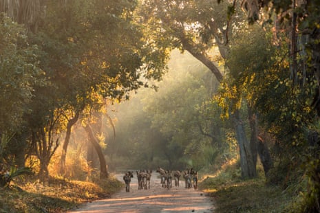 Rewilding the Wild