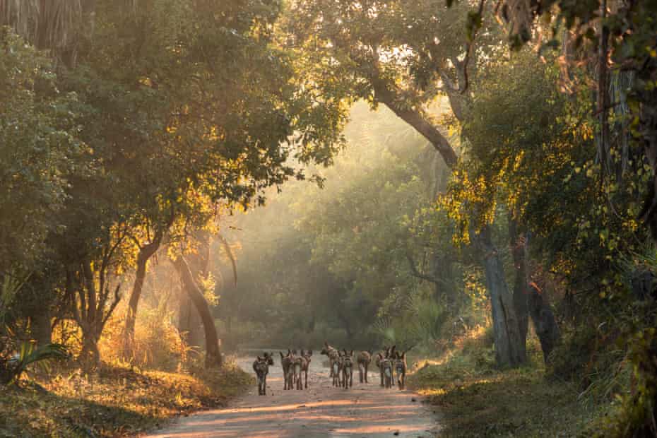 African wild dogs in Gorongosa national park, Mozambique.
