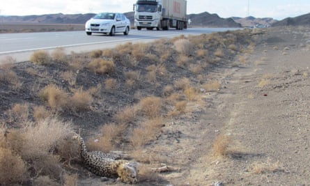 A cheetah lies dead on the side of the road in Iran