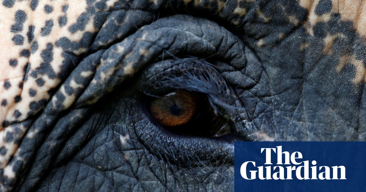 Elephants on the path to extinction - the facts | Environment | The