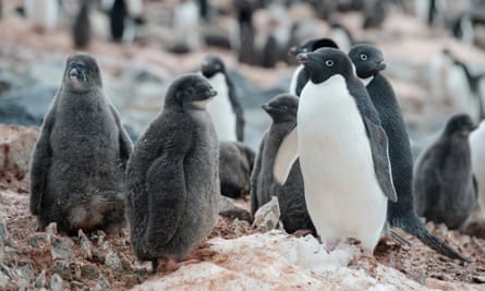 One of the largest Adélie penguin colonies in Antarctica is situated in Hope Bay on Trinity Peninsula, which is the northernmost part of the Antarctic Peninsula.