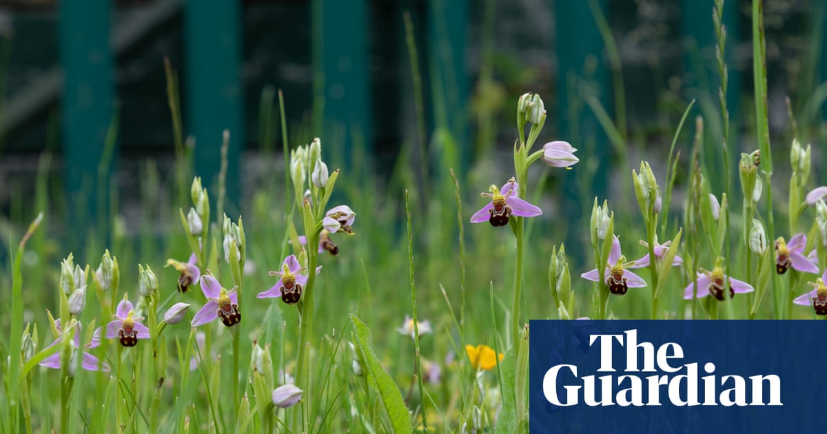 country-diary-an-oasis-of-orchids-on-an-industrial-estate-or-derek-niemann