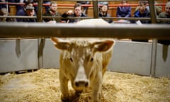 Fat cattle auction, Ross, March 2023