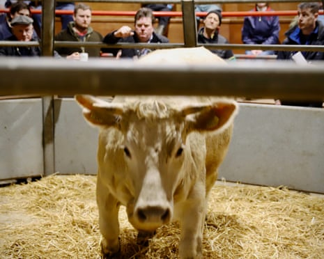 Fat cattle auction, Ross, March 2023