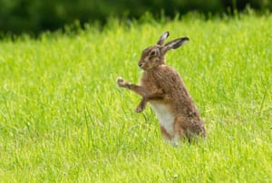 A brown hare clearing rain from its fur in Whitewell, UK