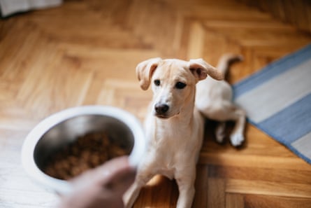 hands holding out a bowl of food for a pet dog