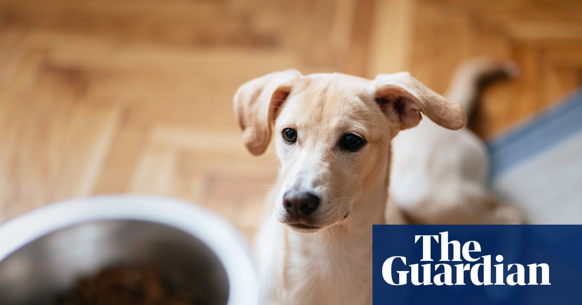 Confused dogs and courting crickets: how does daylight saving time affect animals?