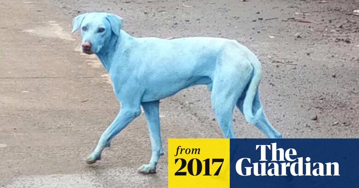 The blue dogs of Mumbai: industrial waste blamed for colourful canines