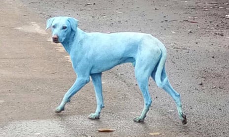 Several stray dogs from Navi Mumbai's Taloja Industrial area have turned blue
 The change in colour is reportedly due to the pollutants being discharged into the nearby Kasadi river. According to Arati Chauhan, head of Navi Mumbai Animal Protection Cell, factories manufacturing colouring dye have been releasing untreated waste into water giving dogs the blue tint. Dogs often wade into the river to drink water and hence, get exposed to the chemicals.
