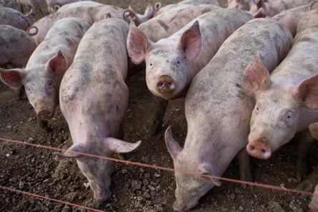 Pigs on a farm