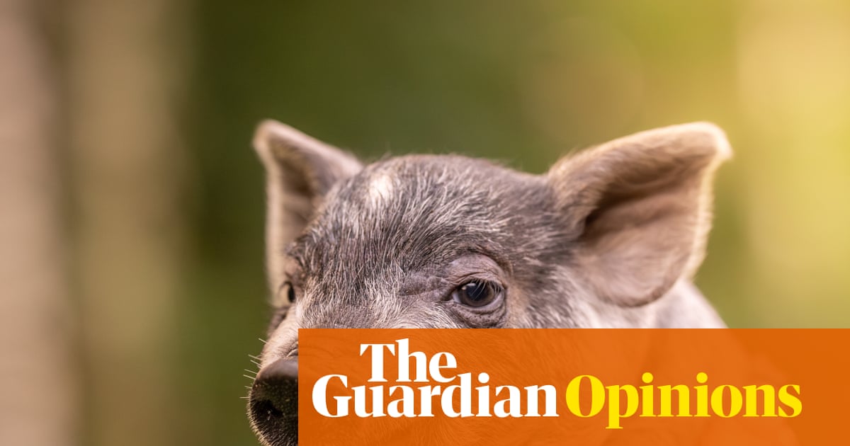 Cansado de ser considerado um dado adquirido? Síndrome do porco mimado pode mudar sua vida | Polly Hudson