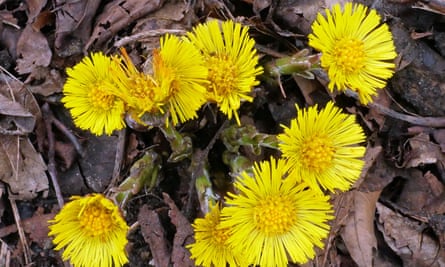 Coltsfoot flowers bloom before its leaves appear above ground.