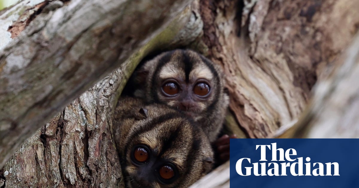 Week in wildlife: a tiger in a tube, migrating crabs and busy Highland beavers