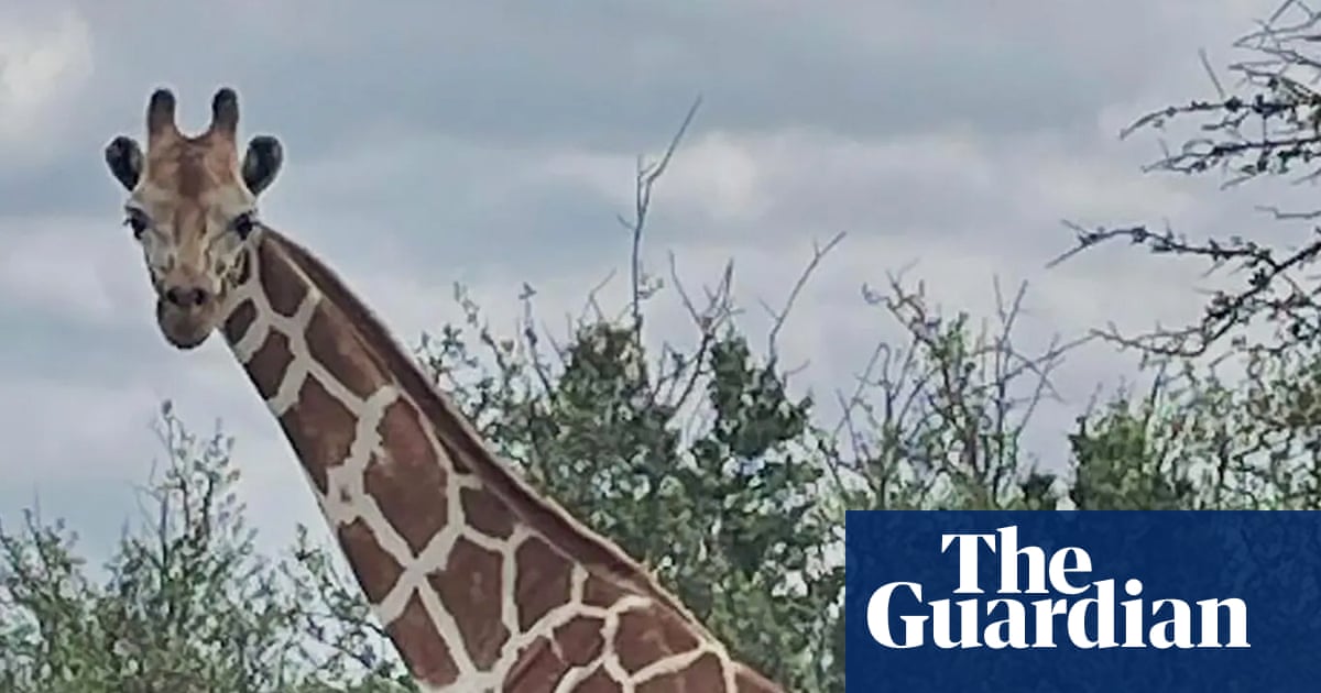 Gracie the giraffe who wandered off in Texas found safe – for real this time