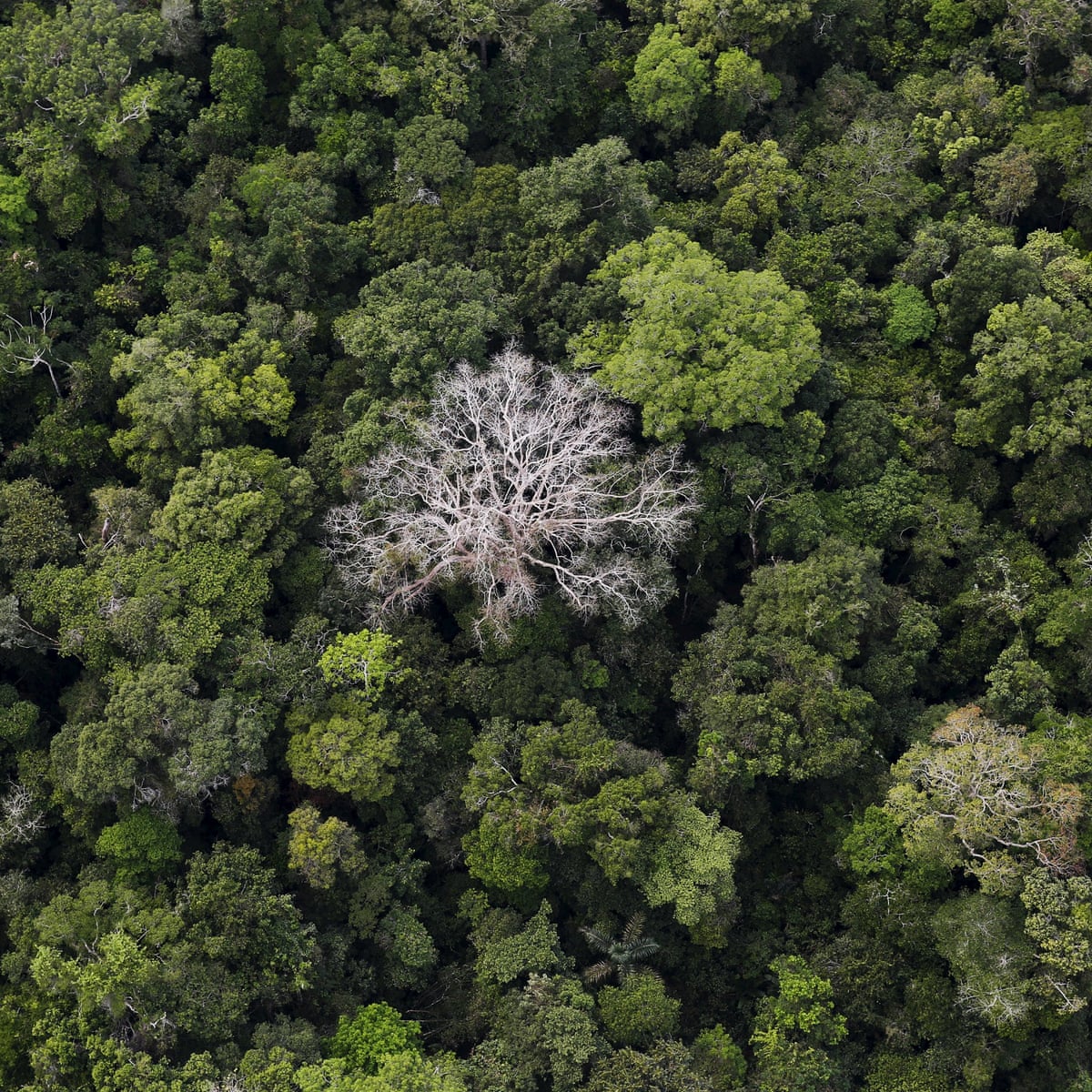 Half Of Tree Species In The Amazon At Risk Of Extinction Say Scientists Amazon Rainforest The Guardian
