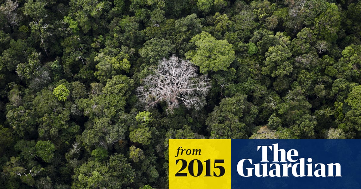 Half Of Tree Species In The Amazon At Risk Of Extinction Say Scientists Amazon Rainforest The Guardian