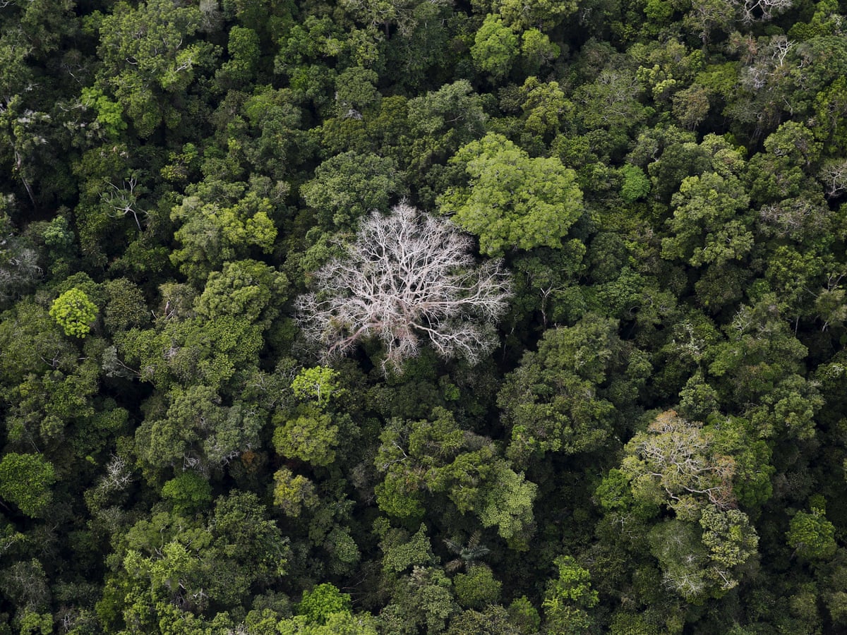 Half Of Tree Species In The Amazon At Risk Of Extinction Say Scientists Amazon Rainforest The Guardian Half Of Tree Species In The Amazon At Risk Of Extinction Say Scientists Amazon Rainforest The Guardian