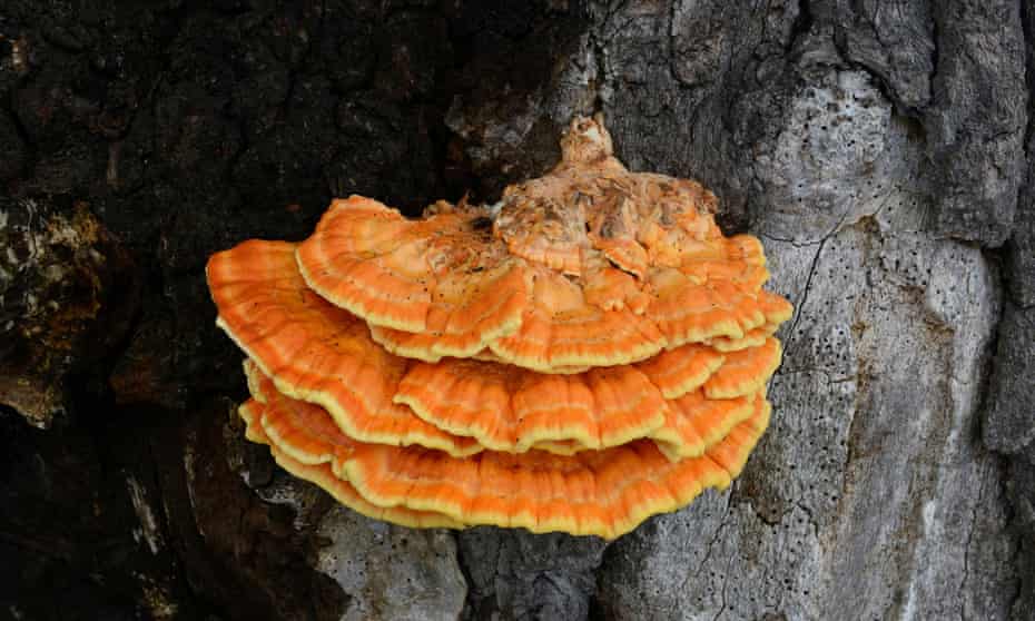 Chicken of the woods growing on an oak tree
