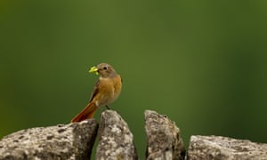 Redstart in Derbyshire