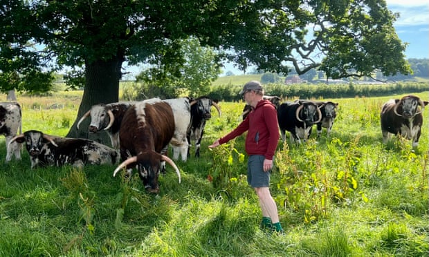 Kevin meets Stan and others from the Great Berwick longhorn herd.