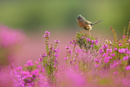A Dartford warbler perching on a pink-flowered spiky-leafed plant