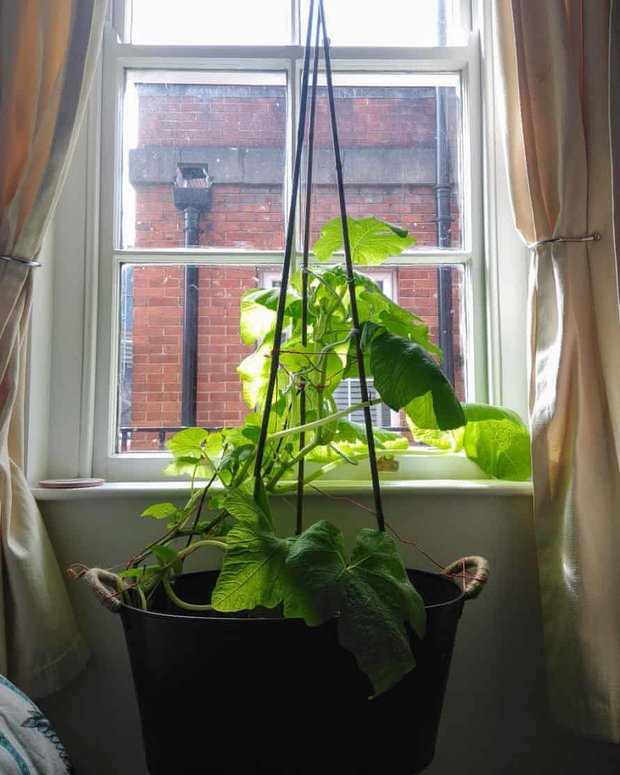 Jackie’s pumpkin, which she has grown from seed.
