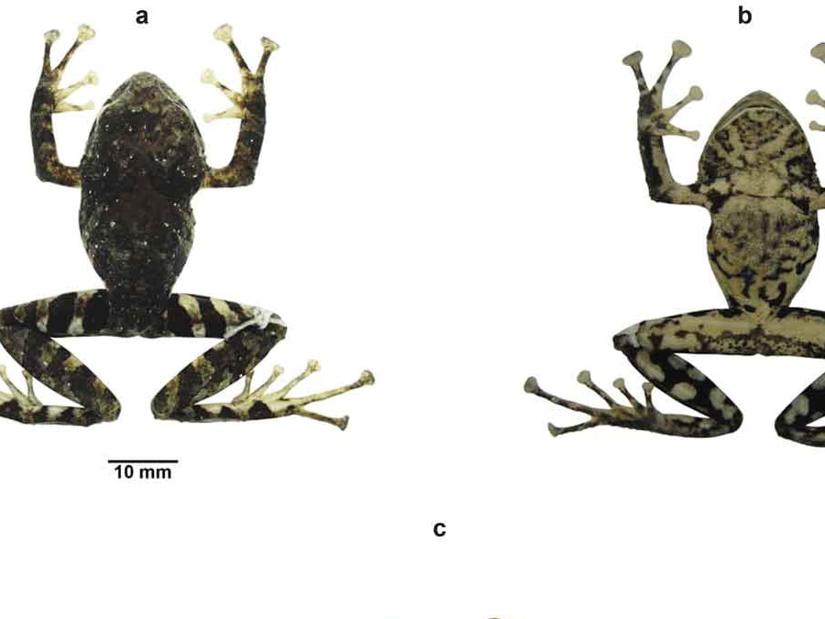 Scientists name frog found in Ecuadorian Andes after Led Zeppelin | Ecuador  | The Guardian