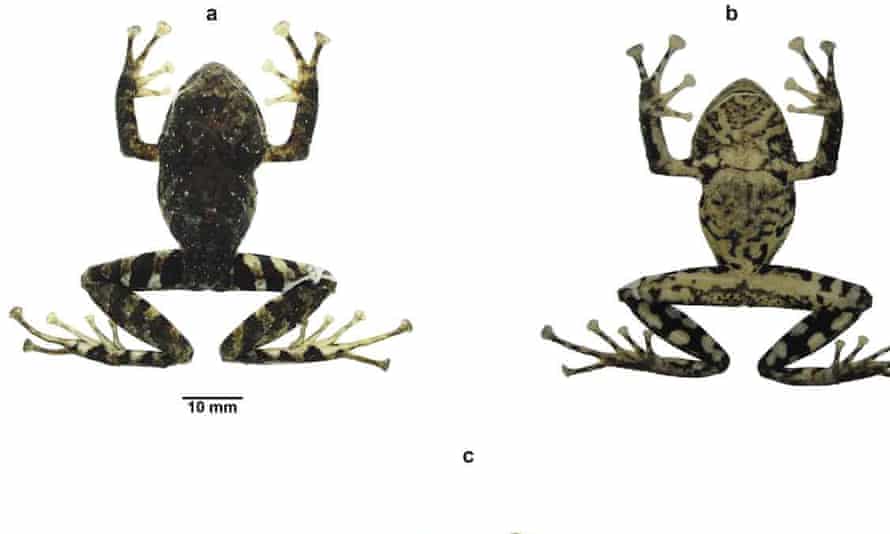 Pristimantis ledzeppelin, adult female.