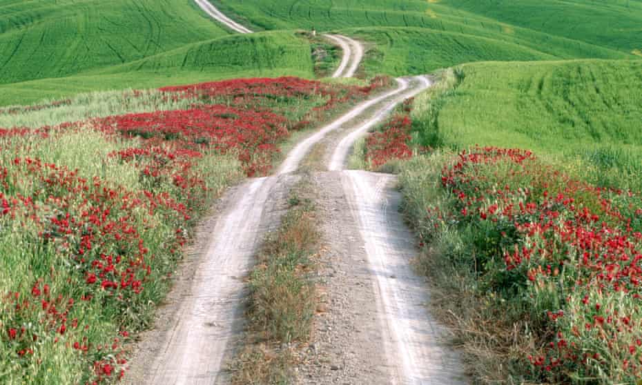 Common sainfoin lines a country lane in Tuscany