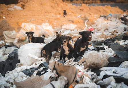 Puppies stare at the camera as they search for food on piles of waste
