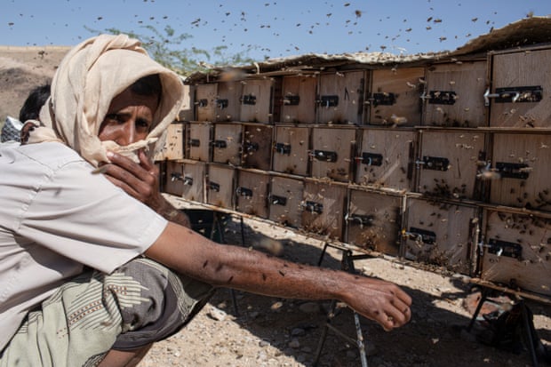 Adel Saleh Saber, 28, collects honeycomb from hives just outside Ataq