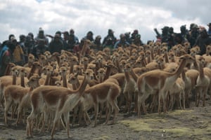 Uma manada de vicunhas prestes a ser capturada e tosquiada na comunidade Puyo Puyo na Área Protegida Apolobamba em Pelichucu, Bolívia.