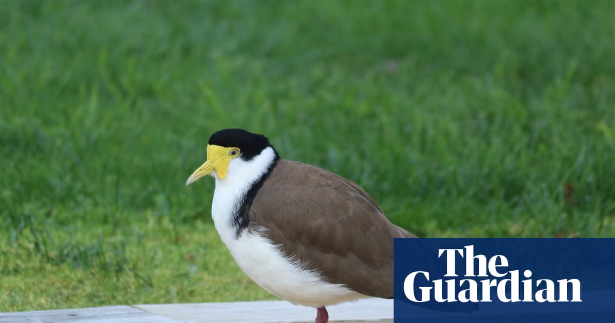 Plover, not a fighter: masked lapwing nesting on Tasmanian cricket ground indifferent as play continues