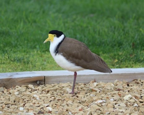 A masked lapwing, commonly known as a plover, pictured in a suburban garden.