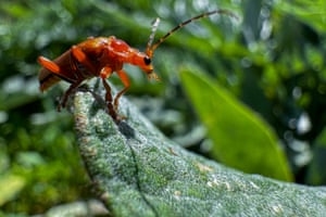 A common red soldier beetle crawls on a leaf in Izmir, Turkey. Adults feed on aphids, and also eat pollen and nectar