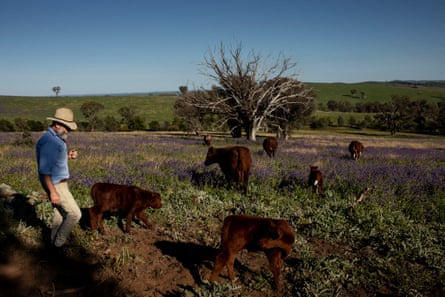 ‘This way grass gets to express its grassness’. Arnott checks on cattle on his 2,143 hectare property.