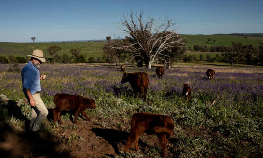 Farm with cattle Australia