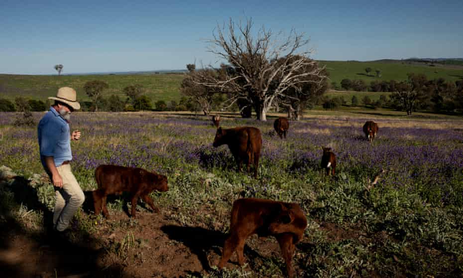 Farm with cattle Australia