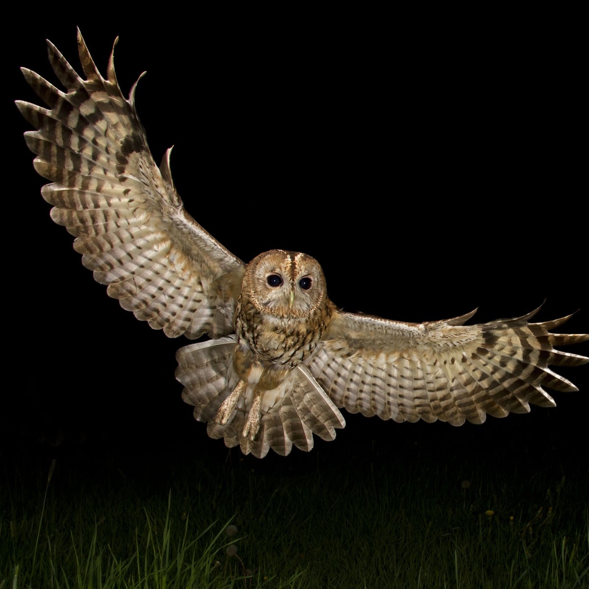 Poem of the week: The Owl by Edward Thomas | Edward Thomas | The ...