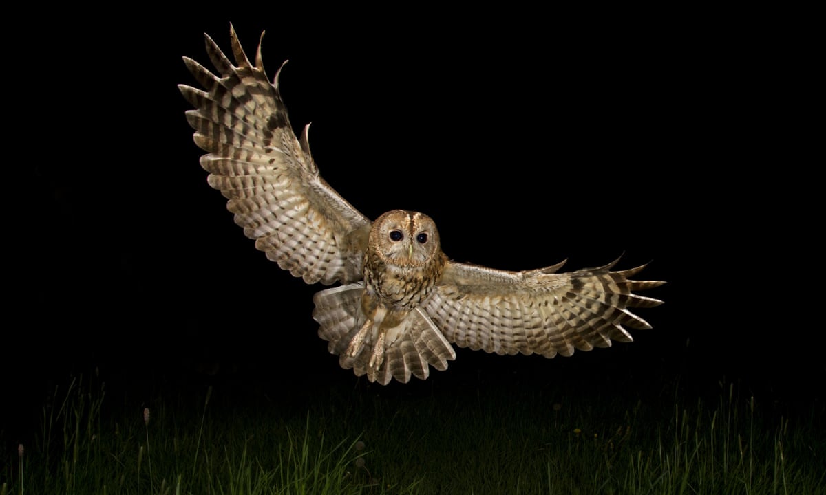 Poem of the week: The Owl by Edward Thomas | Edward Thomas | The ...