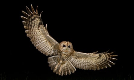 Tawny owl in flight, Shropshire.