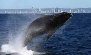 Japan will ask countries to vote at the IWC meeting on a so-called âreformâ proposal that would set âsustainableâ quotas for hunting whales