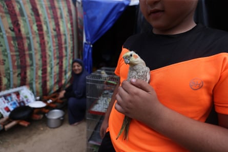 A little boy holds a pet parrot.