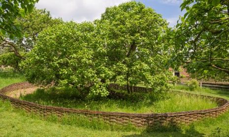 Where it all began ... Newton’s apple tree, in the orchard at Woolsthorpe Manor, Lincolnshire.